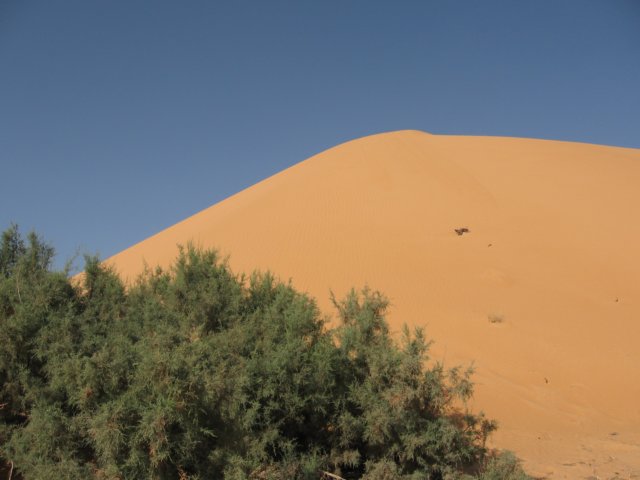 raidsahara2007250.jpg