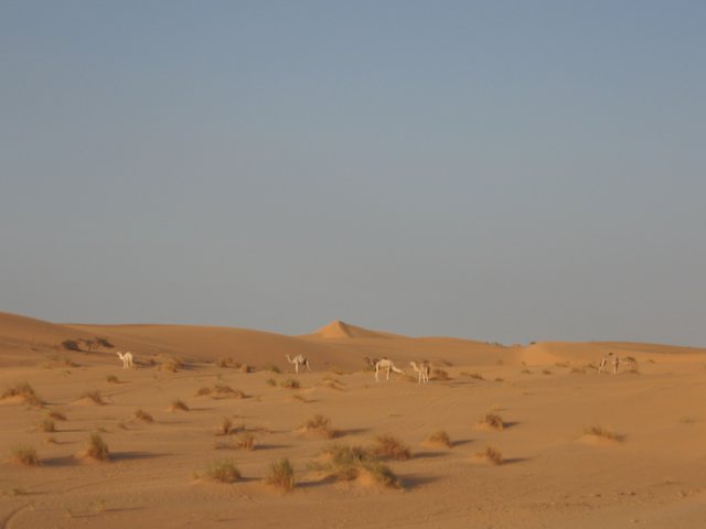 raidsahara2007079.jpg